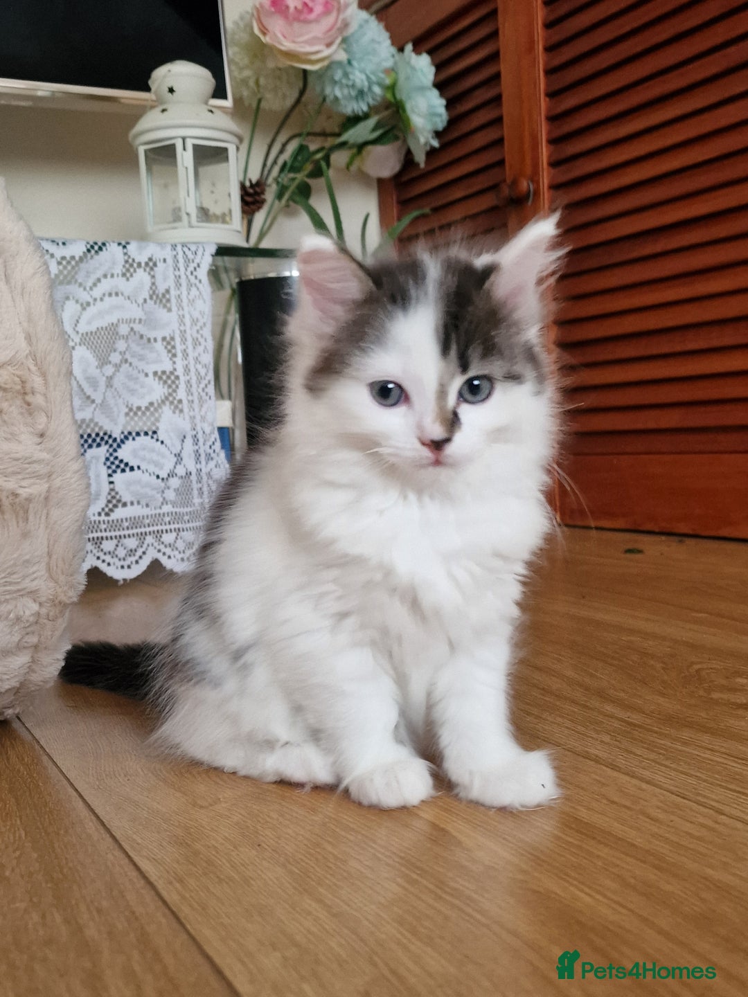 Mixed Breed cats for sale: Rare Ragdoll × Norwegian Forest kittens - Image 22