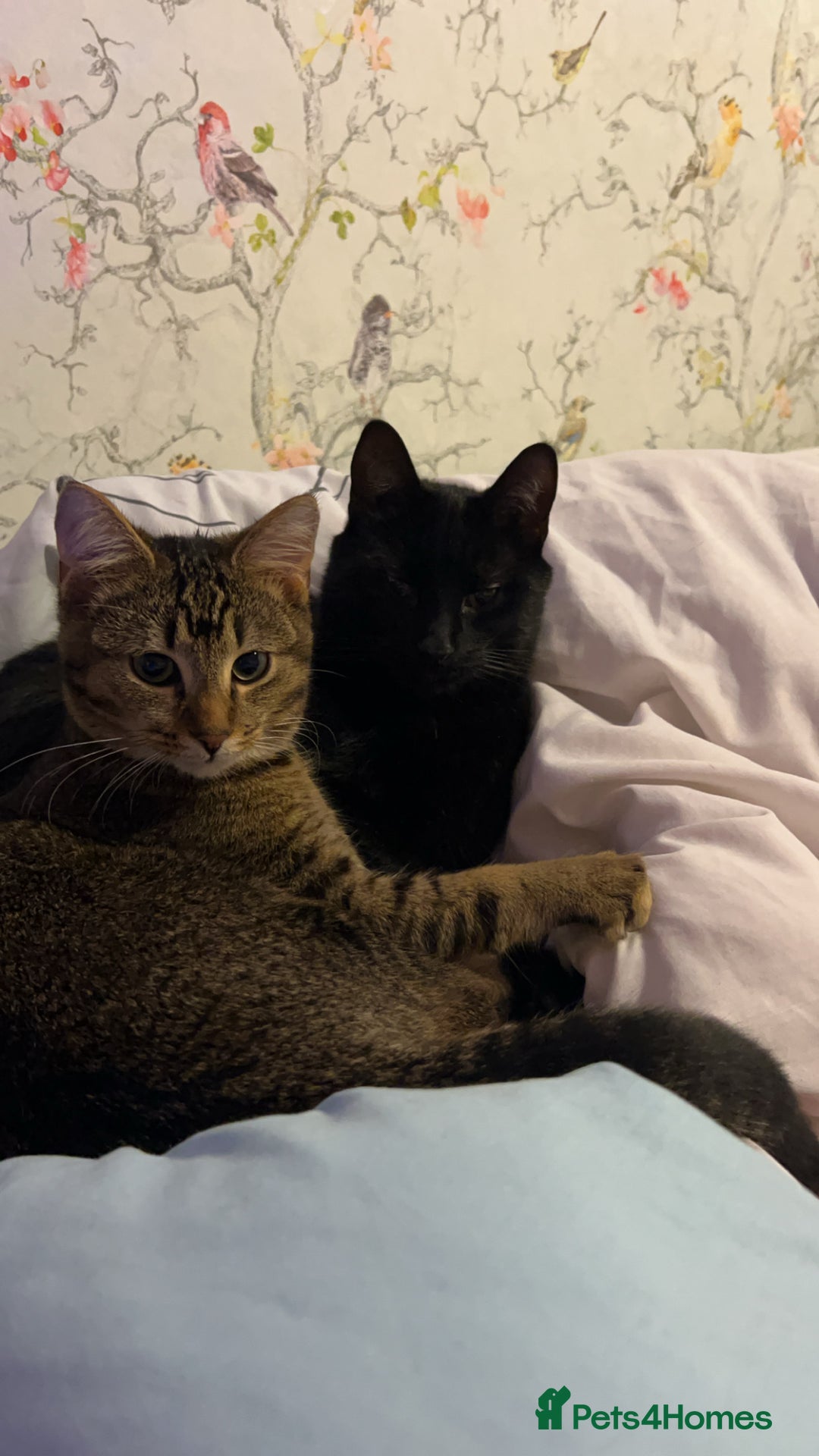 Mixed Breed cats for sale: Mischief and Storm - Advert 2