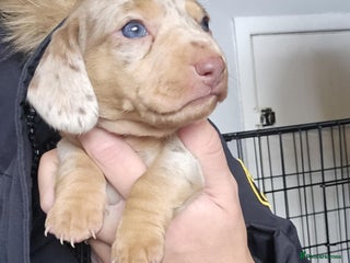 Miniature Dachshund dogs - Advert 22