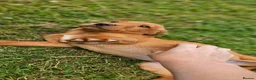 Labrador Retriever dogs for sale: Beautiful Labrador Puppies Available now - Advert 19
