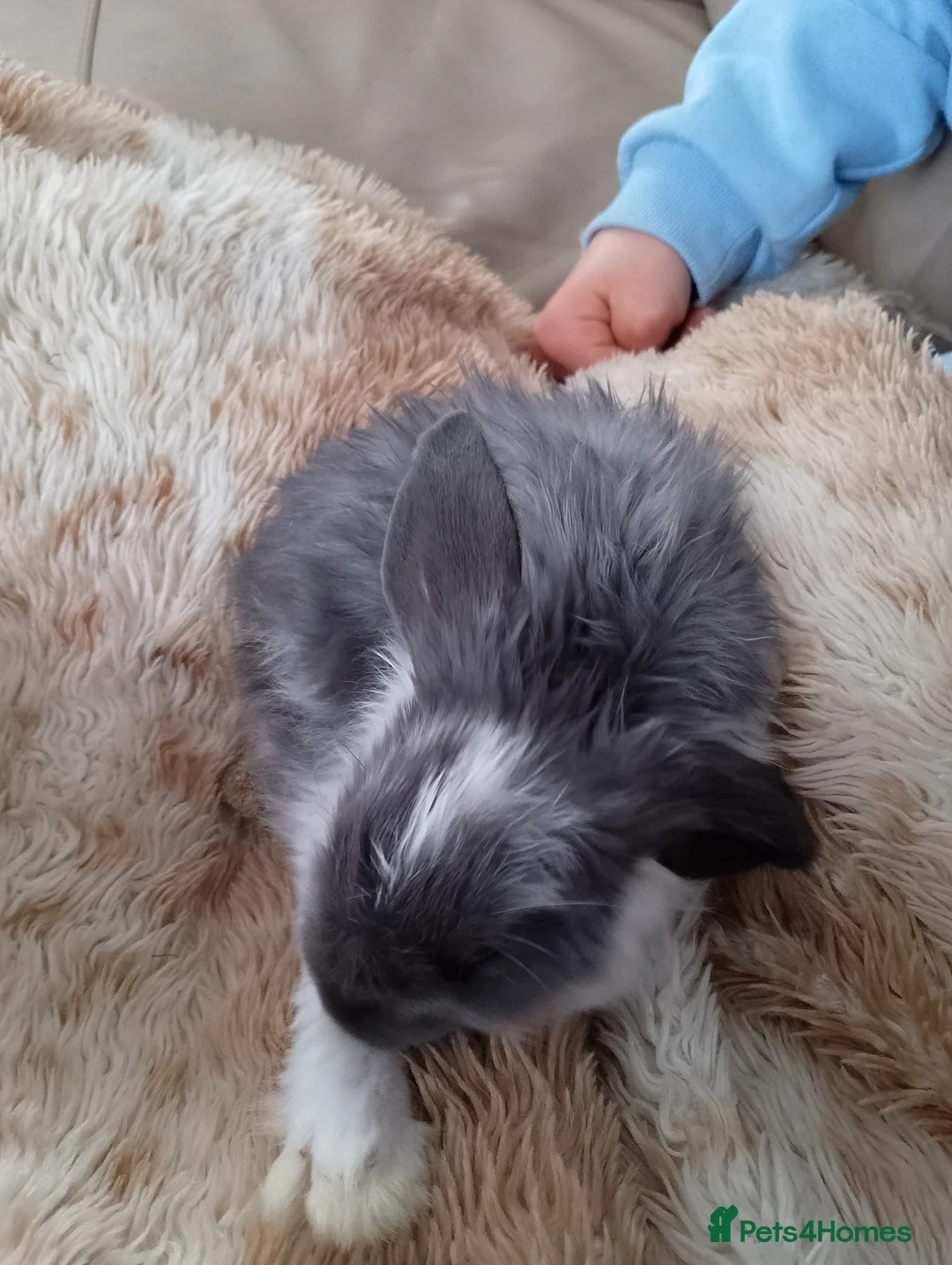 French Lop rabbits for sale: Sweet 7 week old baby boy french lop for sale in Hastings - Advert 2