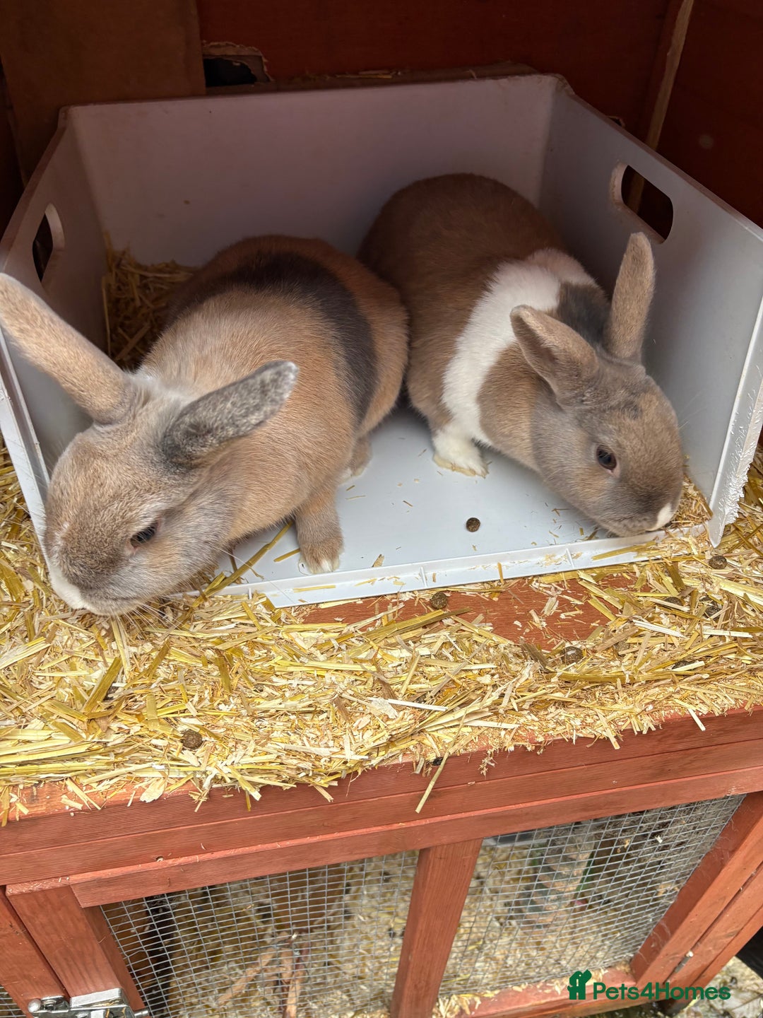 Mixed Breed rabbits for sale: 2 sisters  - Advert 1