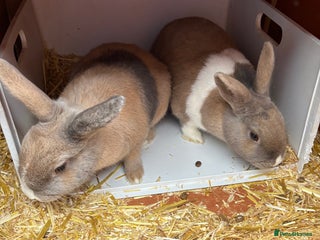 Mixed Breed rabbits 2 sisters - Advert 1