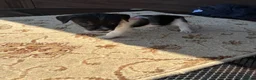 Jack Russell dogs for sale: Jack russel puppies  - Advert 19