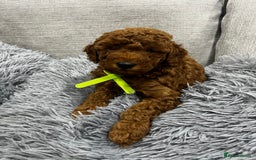 Labradoodle dogs for sale: Miniature Labradoodle  - Advert 4