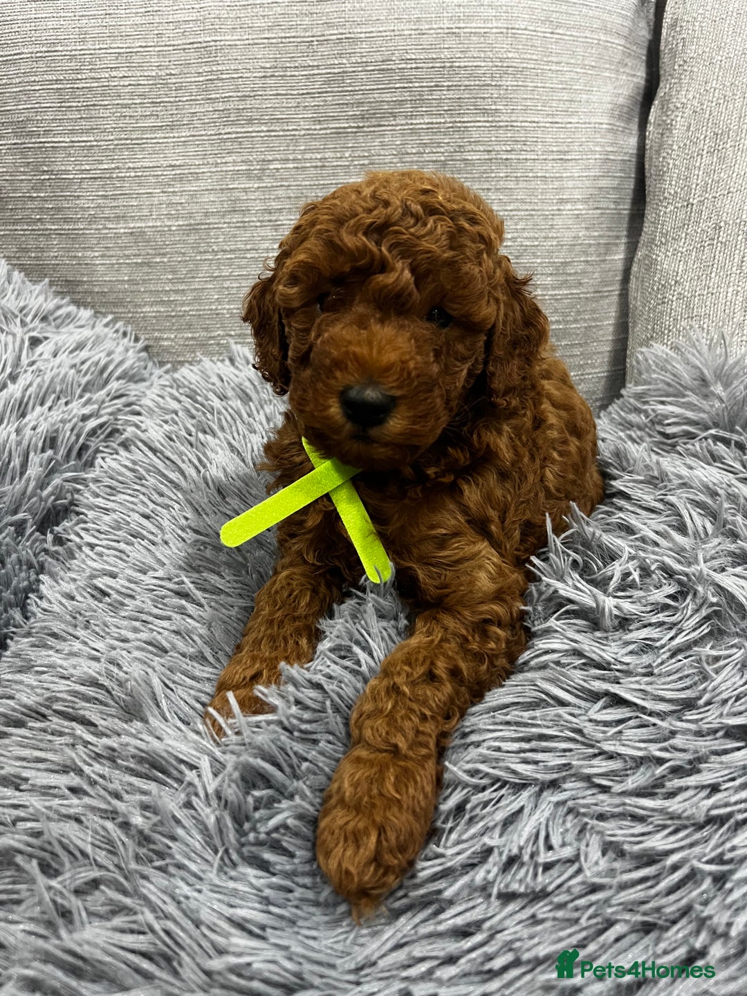 Labradoodle dogs for sale: Miniature Labradoodle  - Advert 4