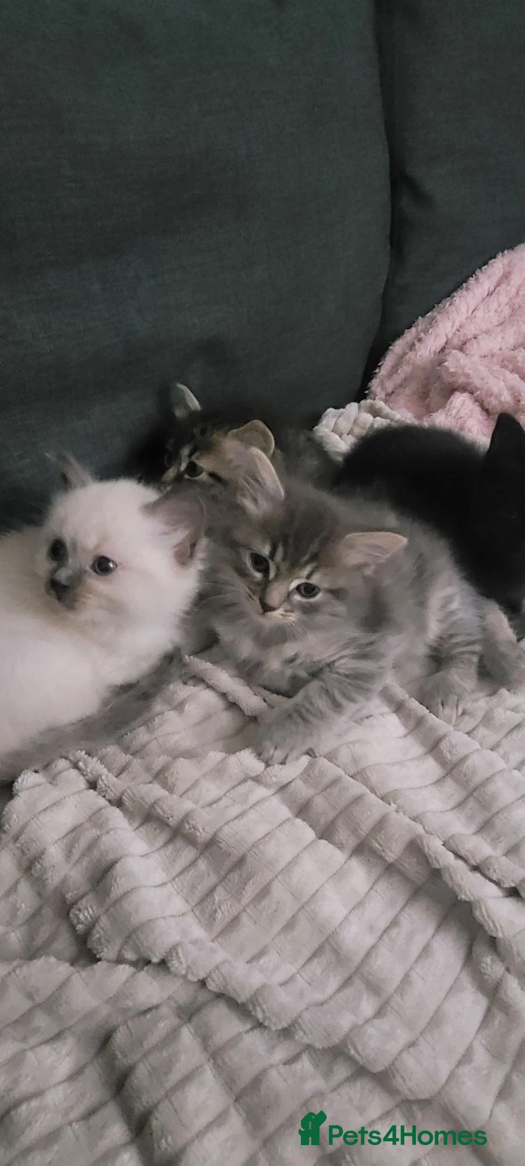 Mixed Breed cats for sale: Grey Tabby kitten - Advert 4