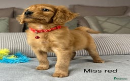 Goldendoodle dogs for sale: Hereditary clear mum. Fully hip elbow and DNA Dad. - Image 27