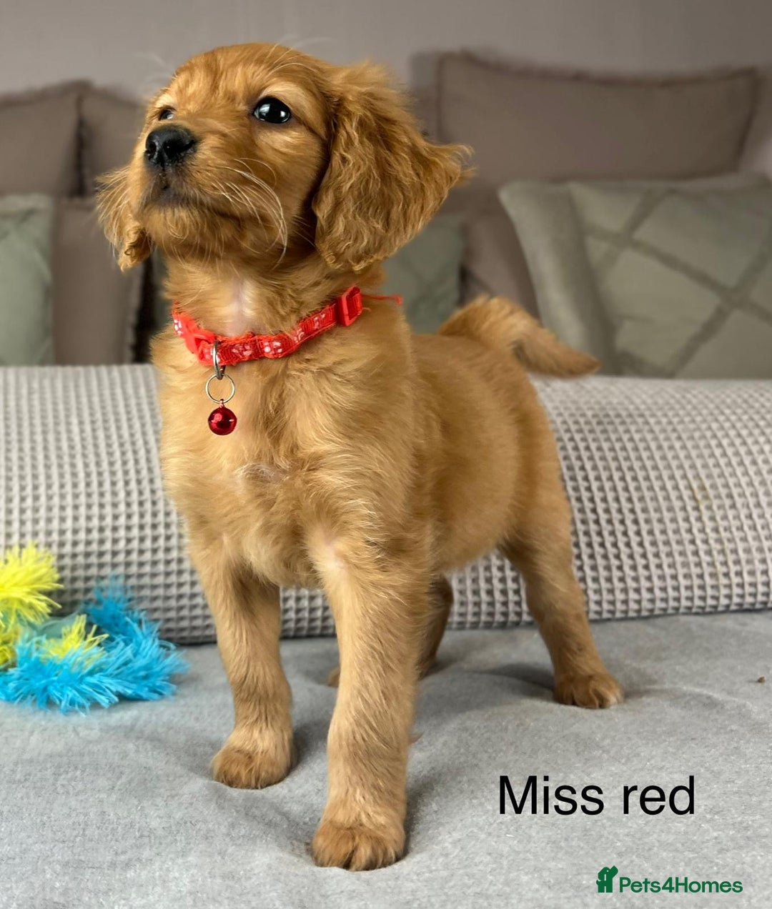 Goldendoodle dogs for sale: Hereditary clear mum. Fully hip elbow and DNA Dad. - Image 27