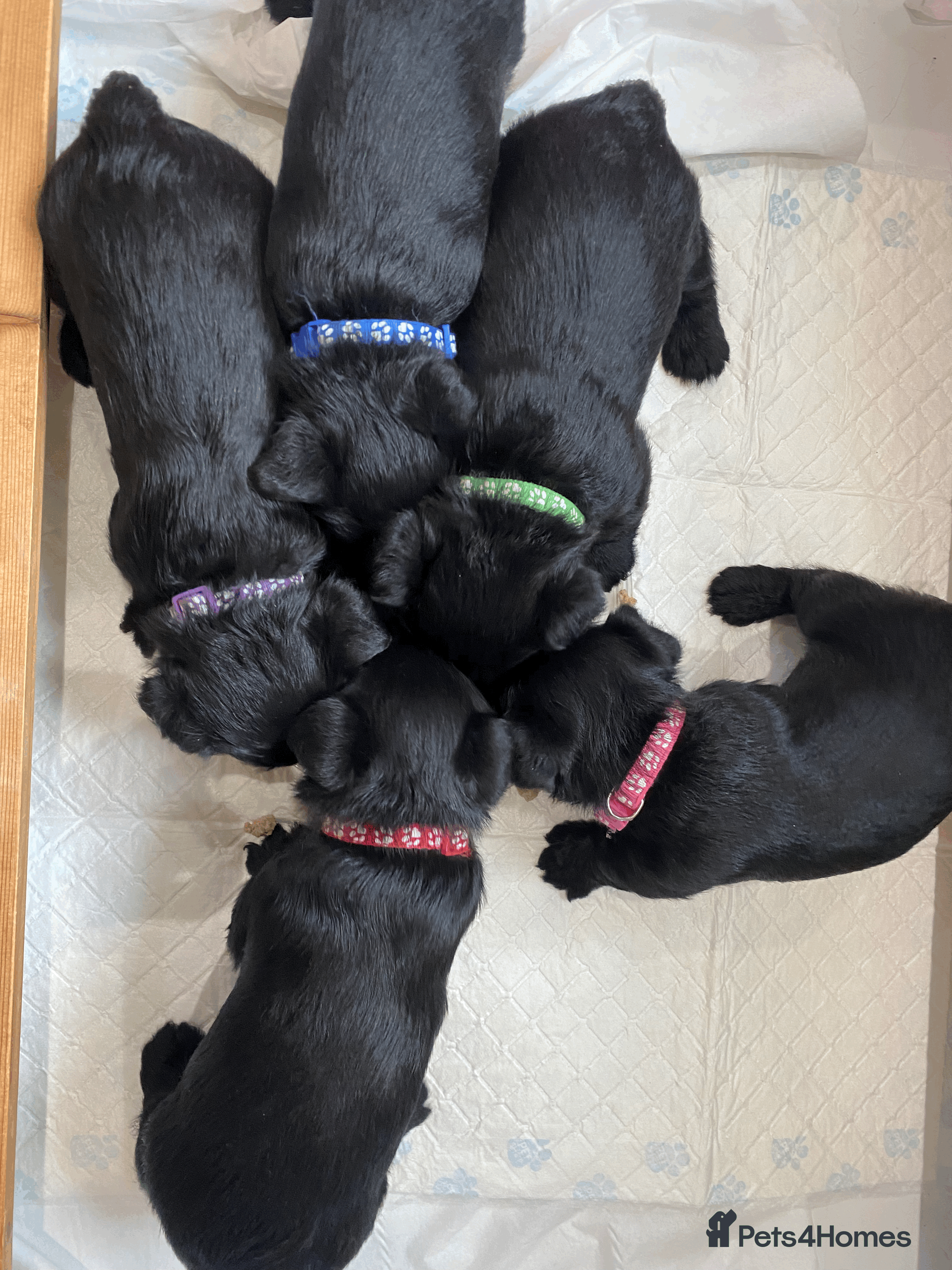 Scottish Terrier dogs  KC REGISTERED  Scottish terrier puppies - Advert 6