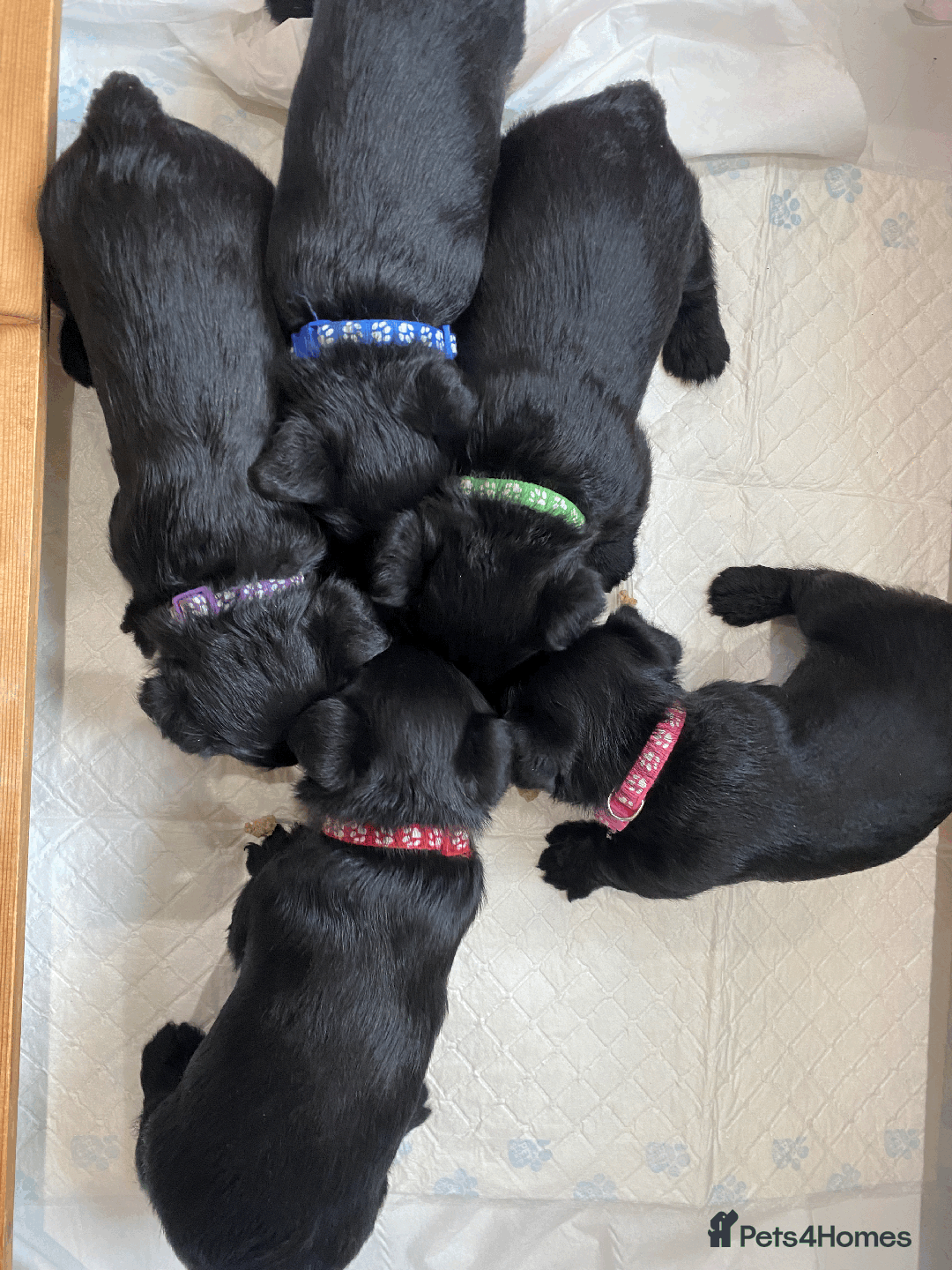 Scottish Terrier dogs for sale:  KC REGISTERED  Scottish terrier puppies - Advert 1