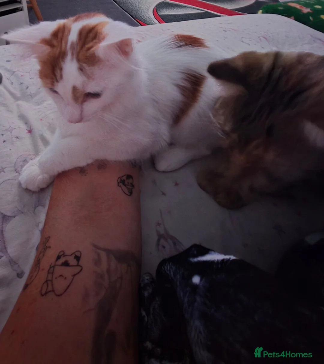 Mixed Breed cats for sale: Brother and sister very bonded pair  - Advert 2