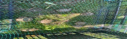Tortoise reptiles for sale: Horsfield tortoises  - Advert 6