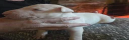 English Bull Terrier dogs for sale: BEAUTIFUL English BULL TERRIER PUPS  - Advert 4