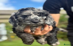 Cockapoo dogs for sale: Stunning best quality cockapoo puppies - Image 6