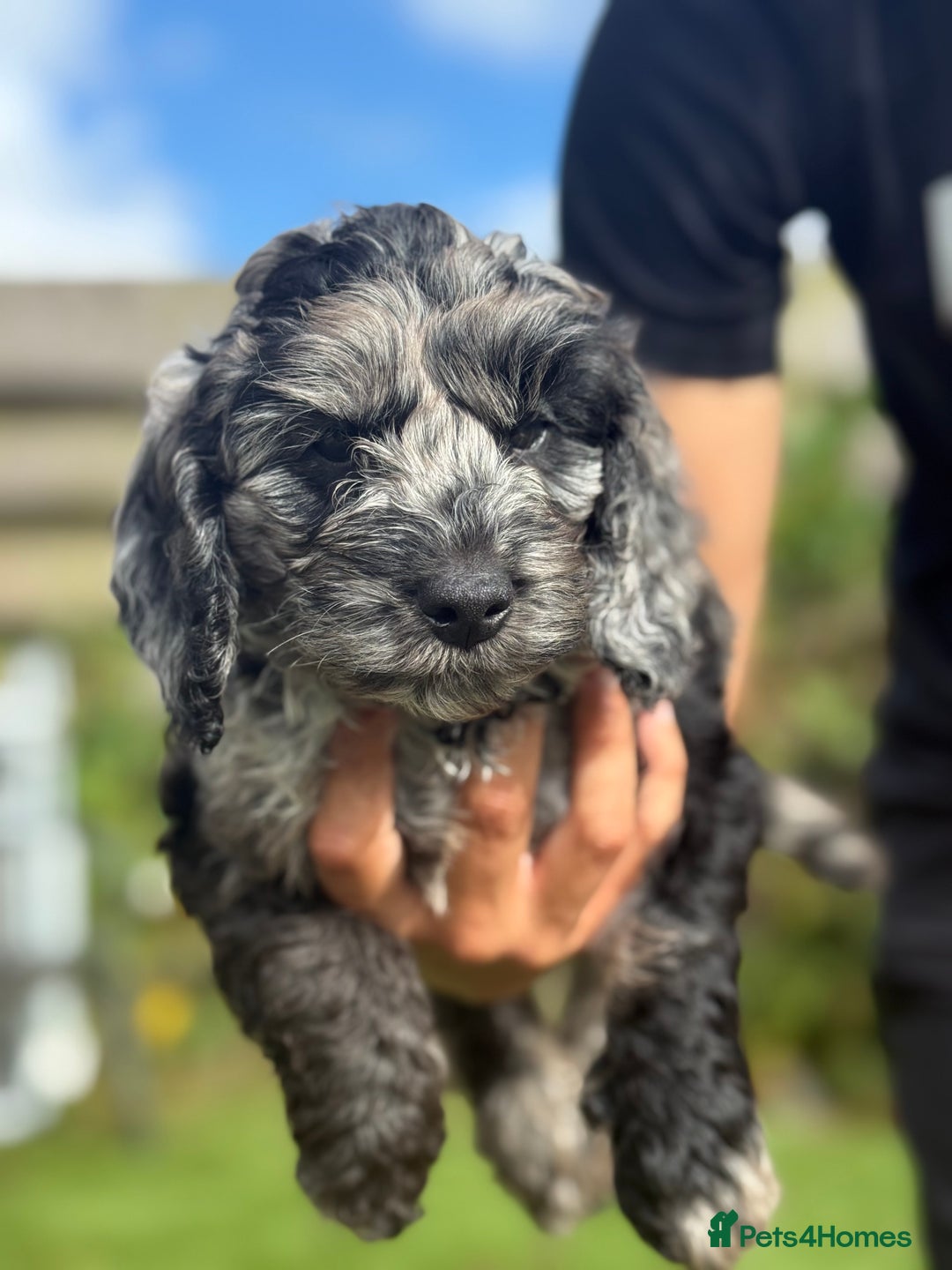 Cockapoo dogs for sale: Stunning best quality cockapoo puppies - Image 6