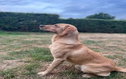 Labrador Retriever dogs for stud: ⭐️REGGIE⭐️ PROVEN KC REG WORKING LABRADOR STUD in Chelmsford - Image 1