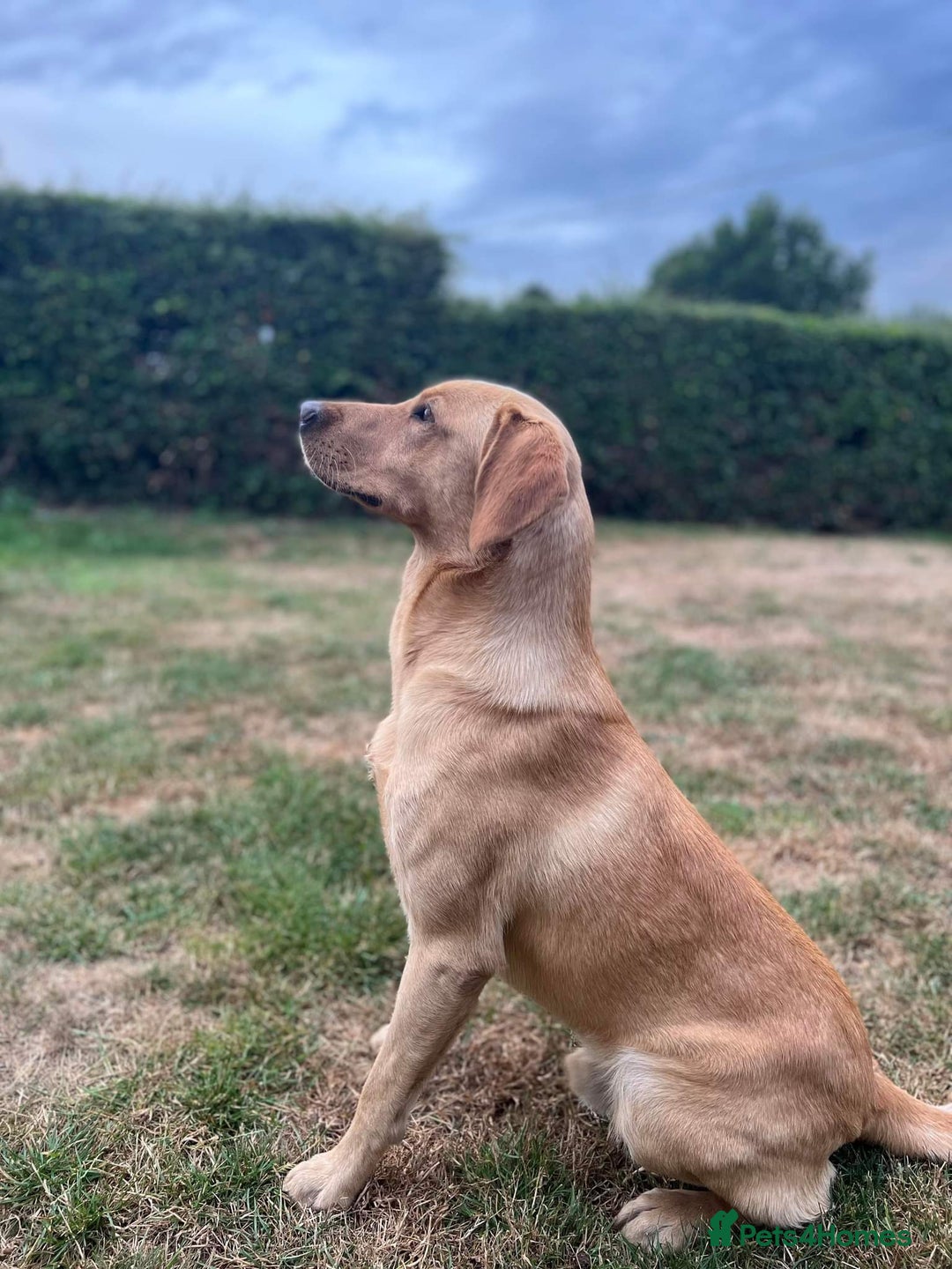 Labrador Retriever dogs for stud: ⭐️REGGIE⭐️ PROVEN KC REG WORKING LABRADOR STUD in Chelmsford - Image 1