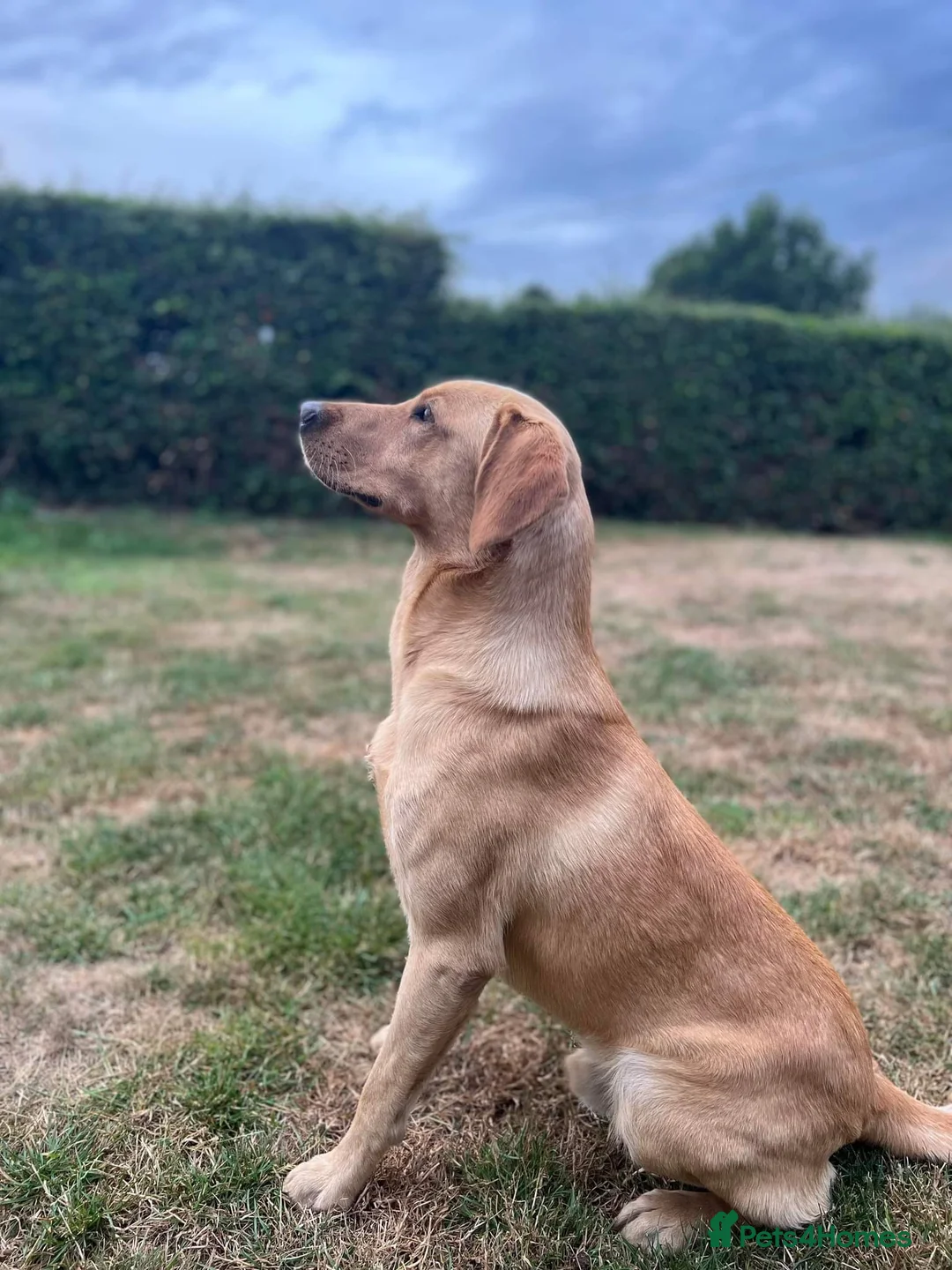 Labrador Retriever dogs for stud: ⭐️REGGIE⭐️ PROVEN KC REG WORKING LABRADOR STUD in Chelmsford - Advert 1