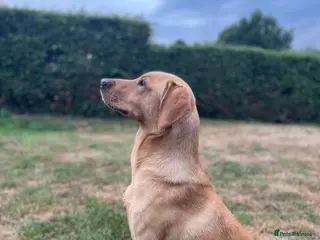 Labrador Retriever dogs ⭐️REGGIE⭐️ PROVEN KC REG WORKING LABRADOR STUD in Chelmsford - Advert 9