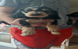 Cocker Spaniel dogs for sale: Only 1 boy left READY TO GO show Cockers  - Image 4