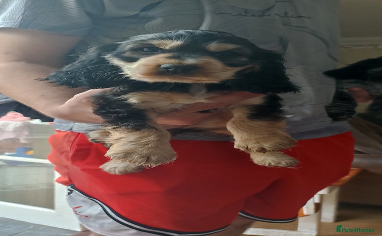 Cocker Spaniel dogs - Advert 10