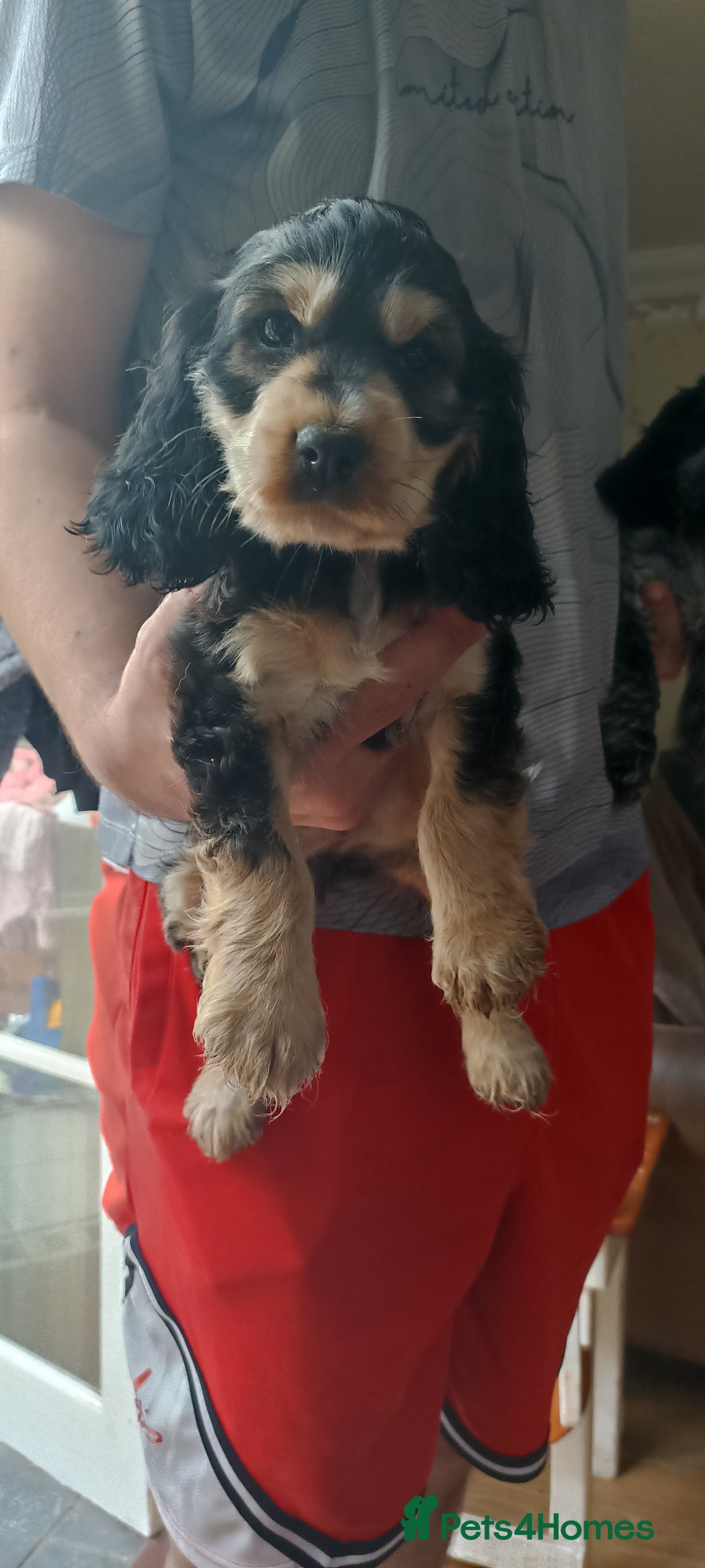 Cocker Spaniel dogs for sale: Only 1 boy left READY TO GO show Cockers  - Image 4