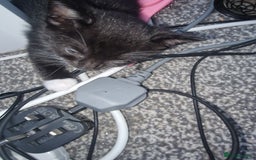 British Shorthair cats for sale: Black and white kittens and one black - Image 5