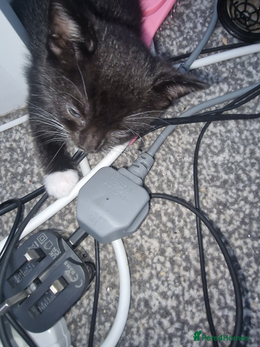 British Shorthair cats for sale: Black and white kittens and one black - Image 5