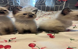 Siamese cats for sale: 3 stunning applehead Siamese kittens  - Image 2