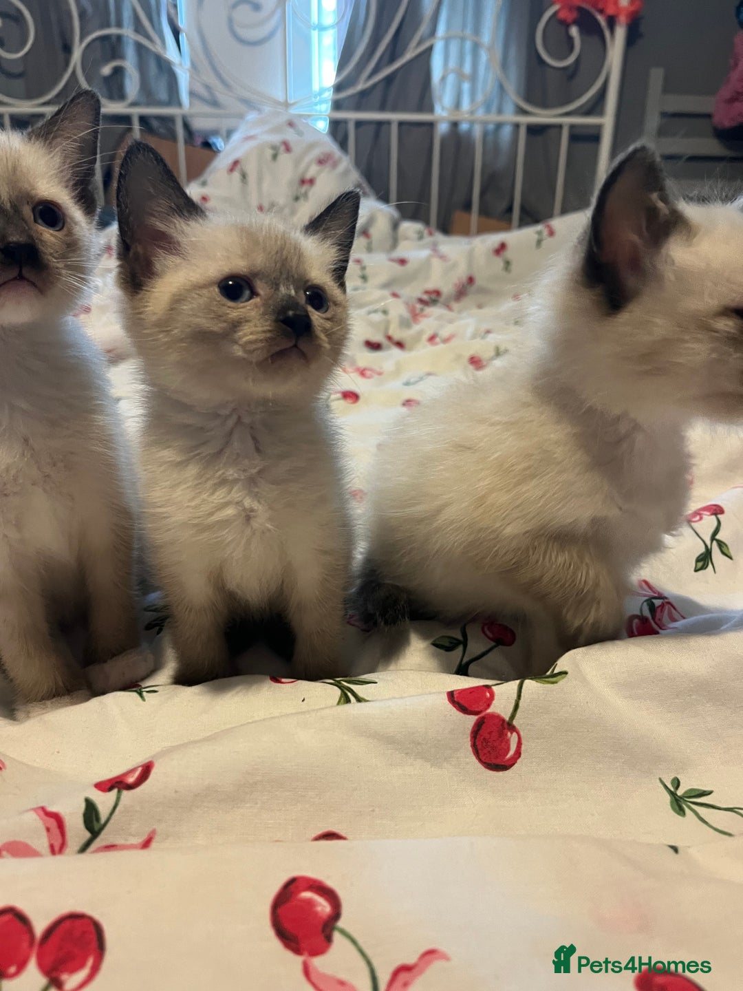 Siamese cats for sale: 3 stunning applehead Siamese kittens  - Image 2