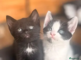 Domestic Shorthair cats Adorable Kittens 🐱 💕💙 - Advert 10