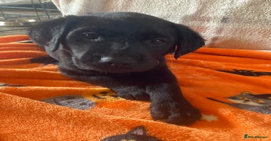Labrador Retriever dogs - Advert 9