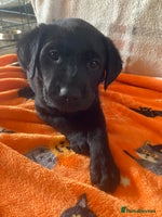 Labrador Retriever dogs - Advert 6