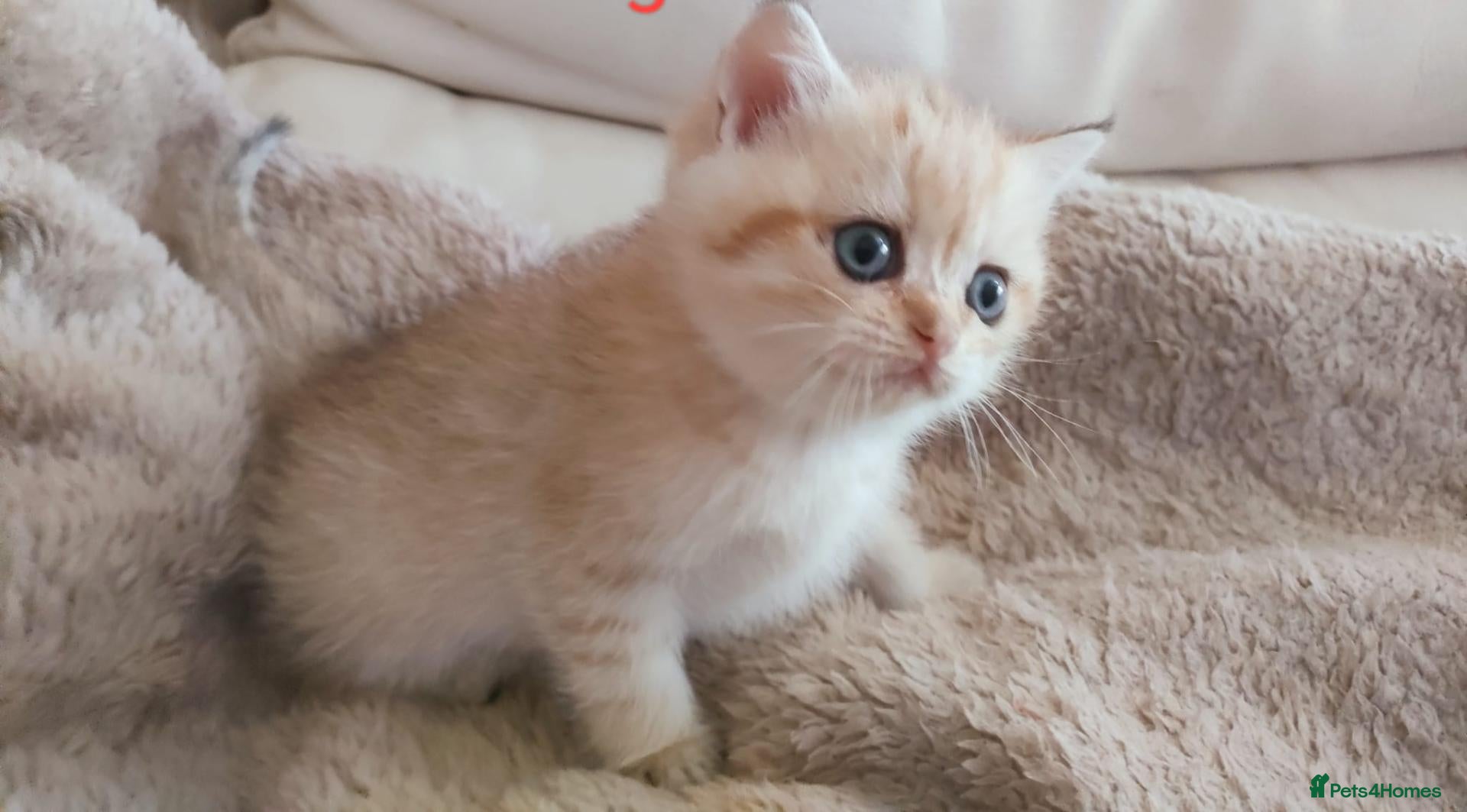 British Shorthair cats TICA Reg. Golden British Shorthair Girl Kitten  - Advert 2