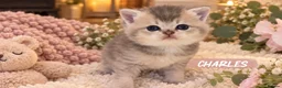 British Longhair cats for sale: GCCF Registered Pedigree British Longhair Kittens - Advert 9