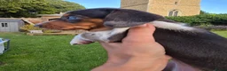 Dachshund dogs for sale: KC reg Standard Dachshund Puppies - Advert 9