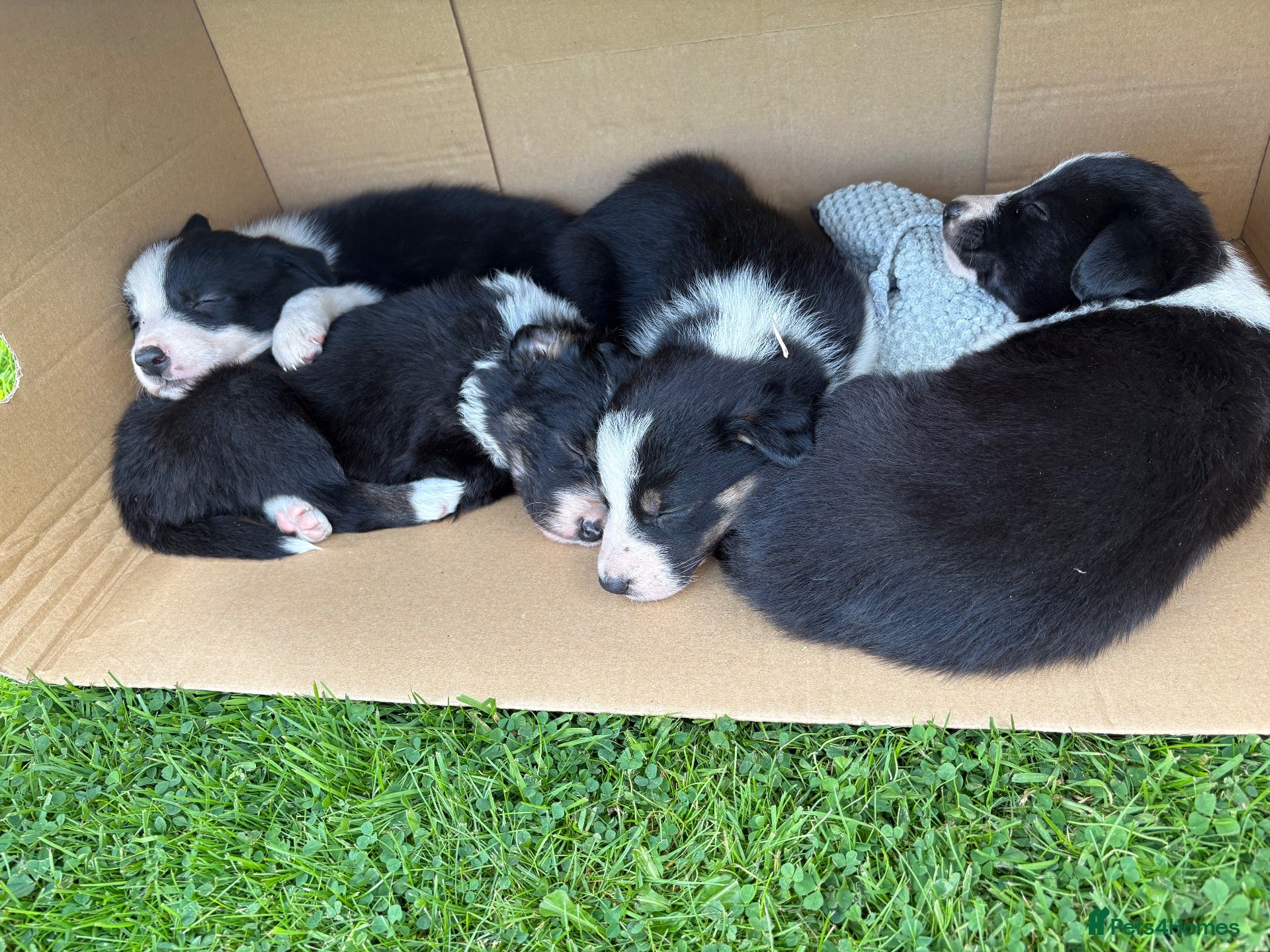 Border Collie dogs Farm Bred Border Collie puppies  - Advert 1