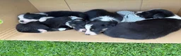 Border Collie dogs for sale: Farm Bred Border Collie puppies  - Advert 1