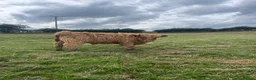 Cows & Bulls livestock for sale: Highland bull for sale - Advert 7