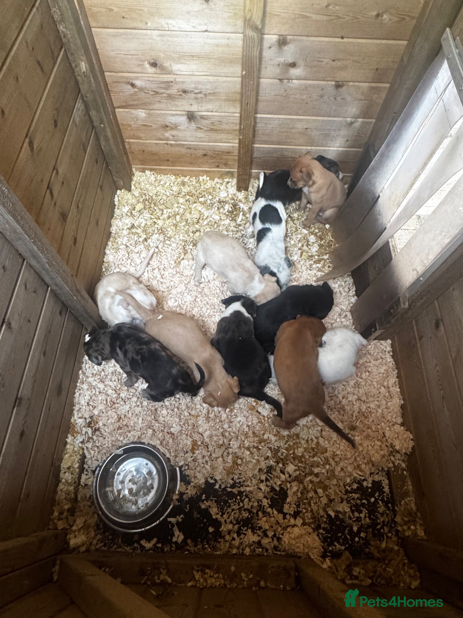 Mixed Breed dogs Top quality Lurcher puppies  - Advert 2