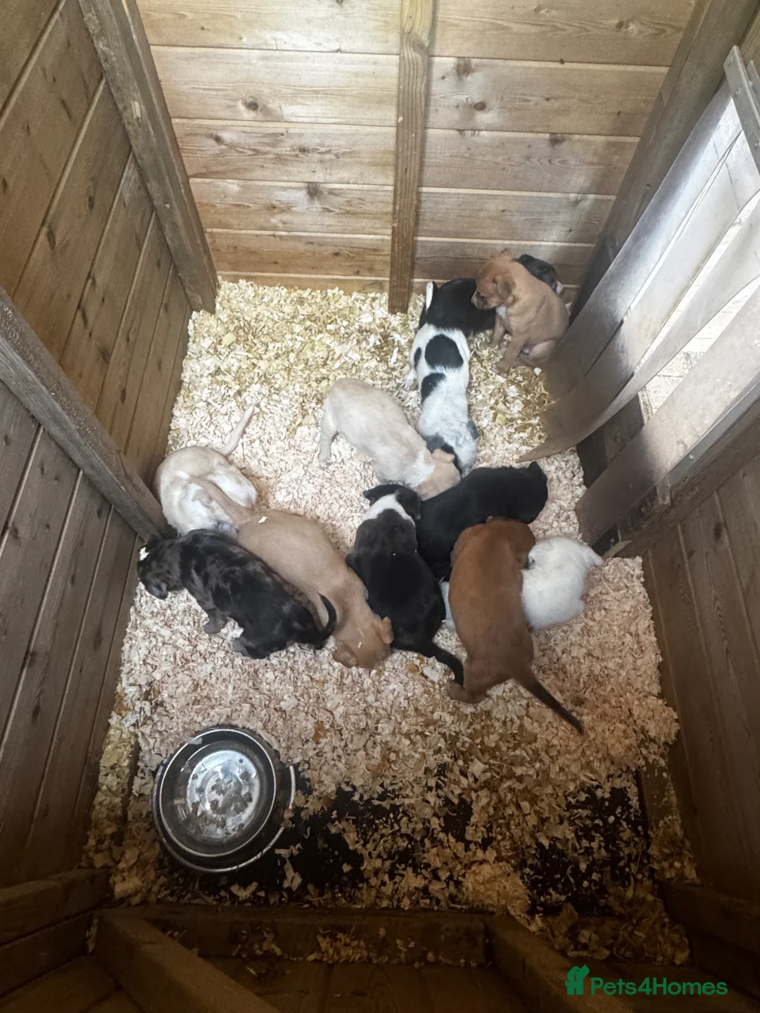Mixed Breed dogs for sale: Top quality Lurcher puppies  - Advert 2