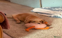 Labrador Retriever dogs for sale: Last KC registered girl - Image 3