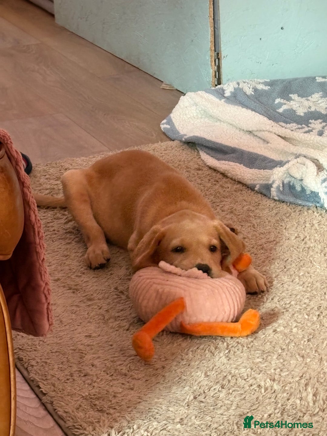 Labrador Retriever dogs for sale: Last KC registered girl - Image 3