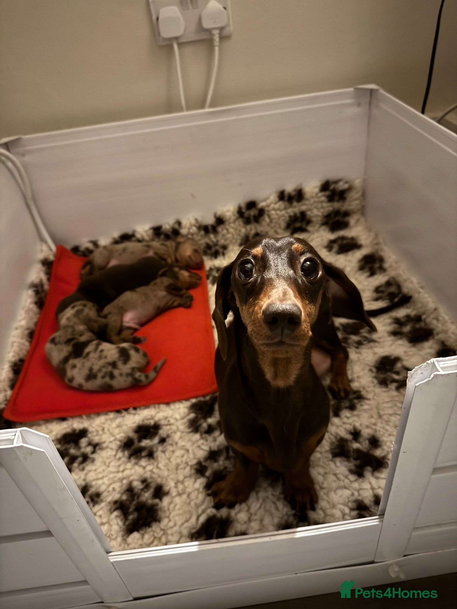 Miniature Dachshund dogs Home Reared KC Short Haired Mini Dachshund  - Advert 1