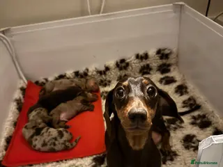 Miniature Dachshund dogs Home Reared KC Short Haired Mini Dachshund - Advert 5