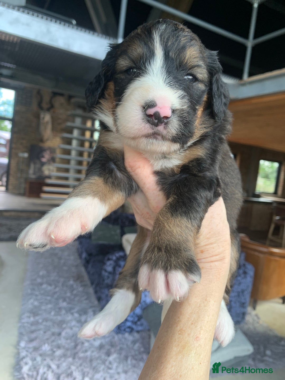 Bernedoodle dogs for sale: F1 Standard Bernedoodle Puppies LN8 - Image 14