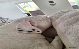 American Bulldog dogs for sale: Sweet boy - Image 2