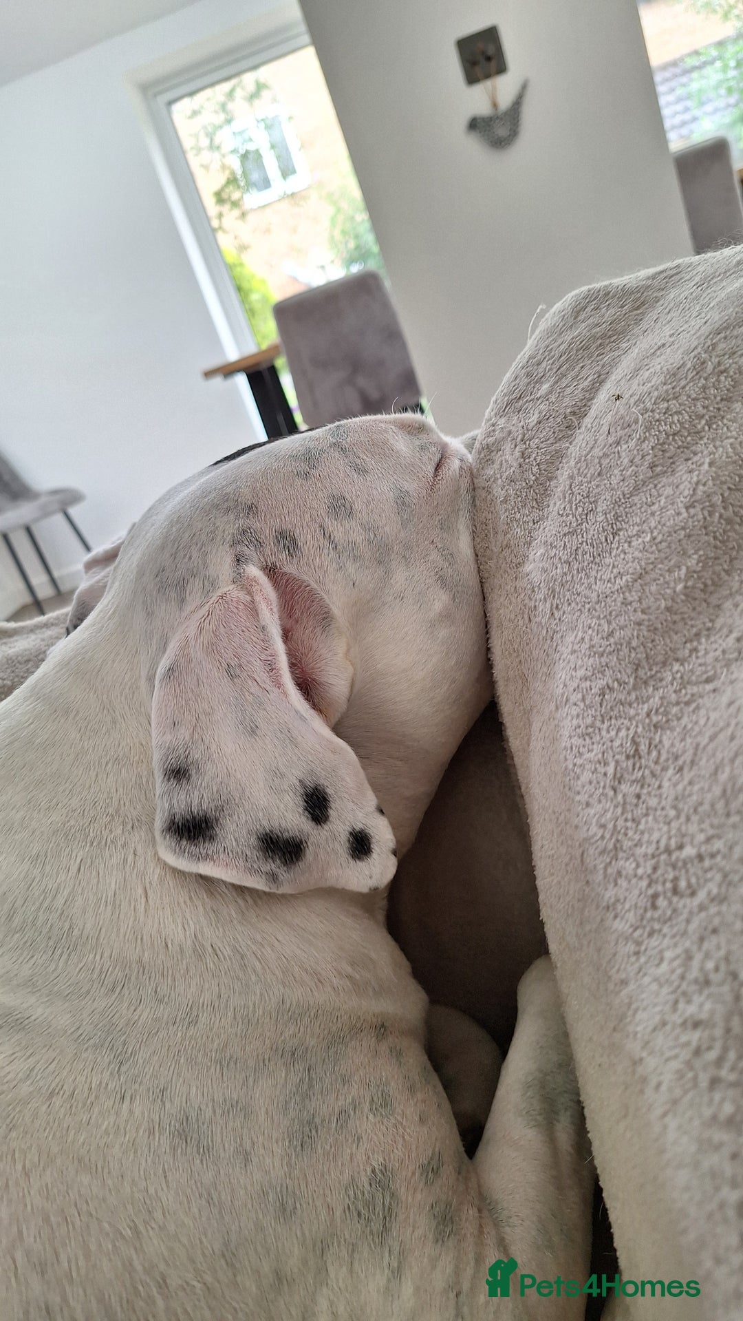American Bulldog dogs for sale: Sweet boy - Image 2