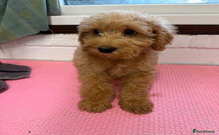 Mixed Breed dogs - Advert 3